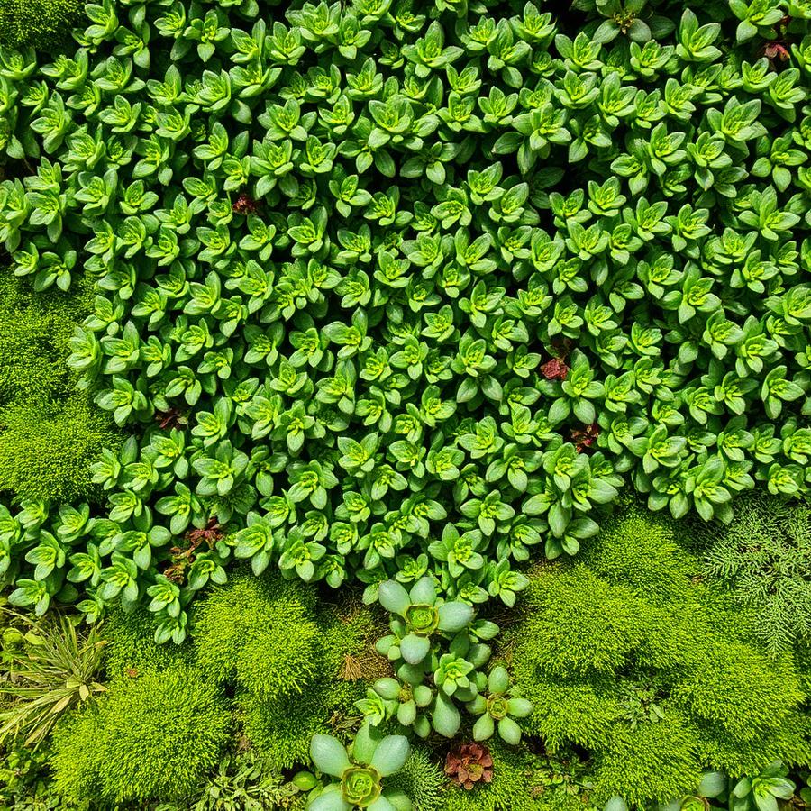 Módulo de Fachada Verde Sedum